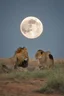 Placeholder: scavengers looking for the remaining carcusses after a lions feat , full moon sppoky