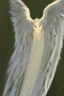 Placeholder: an egg with an angel wing