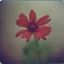 Placeholder: Strange red flower with basic purple dots, autochrome