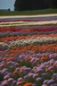 Placeholder: field of beautiful flowers