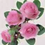 Placeholder: Pink roses, crisp detail, photograph