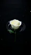 Placeholder: The image is a digital artwork that depicts a bouquet of white rose with aThe rose floats on the surface of the water, creating a wave-like effect. The background is black, which makes the white rose stand out even more. Water droplets are scattered adding to the dreamy, ethereal quality of the image. The a