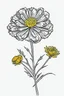 Placeholder: outline art for marigold flowers on a rough ground, white background, Sketch style, full body, only use outline, toddlers style, clean line art, white background, no shadows and clear and well outlined.