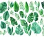 Placeholder: vector plants set illustration. watercolor white backdrop