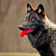 Placeholder: Black wolf, red in ears, red on snout