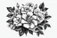 Placeholder: black and white line sketch of wild roses