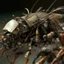 Placeholder: horror, swarming mechanical robotic insects, bugs, cockroaches, flies, spiders, ticks, parasites screaming person, pain, decay