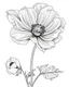 Placeholder: real massive only Anemone flower, coloring page, no leaves, full body (((((white background))))), only use an outline., real style, line art, white color, clean line art, white background, Sketch style