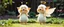 Placeholder: two totally symmetric fluffy angel gremlin slug nice cheerleader singing in garden doing her thing full body portrait T-pose