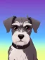 Placeholder: cute miniature schnauzer portrait phone background