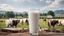Placeholder: Closeup shot of a glass of milk on a dairy farm with cattle grazing in the background