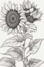 Placeholder: outline art ofSunflowers only black and white, no colour , White background. sketch style, clean line art, white background, no shadow and clear, no people, no colour, for book