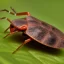 Placeholder: a man-faced_stink_bug, Catacanthus_incarnatus macro HDR photo