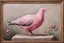 Placeholder: pink Pigeon 19th painting