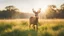 Placeholder: ((cheerful deer, running, grassy field), sunny, bright, (golden hour lighting), soft focus, vibrant colors), polaroid, photograph, professional photograph, (high resolution, cinematic composition, telephoto lens)