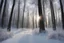 Placeholder: Winter Forest Snow