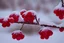Placeholder: berries red branch ice, new year snow , 8k , cinematic