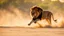 Placeholder: A large african male lion hunting a Impala, dynamic action, jumping, splashes of sand, nature photography, raking light, blue lights in the background --ar 16:9 --style raw --v 6.0