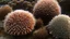 Placeholder: sea urchin
