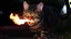 Placeholder: fire breathing cat