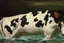 Placeholder: cow swimming in deep water by Caravaggio