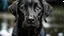 Placeholder: A wet black labrador puppy with big eyes and worried expression, sitting in heavy rain