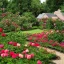 Placeholder: A Rose Garden in front of a house