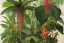 Placeholder: fine color pencil, botanical illustration book cover design, tropical plants, orchids, rubber trees, poinsettias, cacao trees, venus fly traps, passion flowers, peace lilies, brazil nut trees, mahogany trees, passion fruits, lianas, birds of paradise, strangler fig, quinine, 3d depth effect, shadows, ambient occlusion, intricate, detailed, small minutiae, tiny features, particulars, bright colours, autocontrast, dynamic range, white parchment canvas