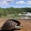 Placeholder: turtle looking at the scenery