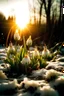 Placeholder: Imbolc, candles, snowdrop flowers, melting snow, blooming flowers, Sun, phone wallpaper