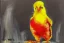 Placeholder: Painting, donald trump is a canary