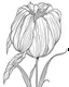 Placeholder: real massive Tulip flower coloring page