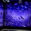 Placeholder: A violet outer space with alien birds designed in Javanese shadow puppets painted by Francis Danby