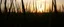 Placeholder: green grasses silhouette, with golden sunset sky in background