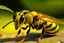 Placeholder: Yellow hornet