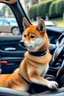 Placeholder: Picture of Shiba driving a car.