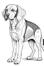 Placeholder: coloring full body image of Beagle dog white background, fine thin line, thin pencil lining