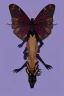 Placeholder: wolf-spider monarch-butterfly hybrid