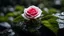 Placeholder: Close up of a rose on a wet rock,,moss,high details,dark place