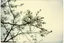 Placeholder: Melancholic, ultra-realistic vintage polaroid photograph of a blossoming branches of a tree, soft light of a cloudy sky, atmosphere of quiet sadness and timeless beauty, cinematic, hyper-detailed, emotional and mesmerizing, bloom, lo-fi