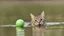 Placeholder: laughing cat in the water playing with ball