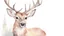 Placeholder: deer head watercolor illustration style