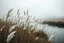Placeholder: Ultra-realistic cinematic photo of tall pampas grass with white feathery plumes, swaying softly in the wind, beside a slow river reflecting the grey sky, soft mist rising, atmosphere of nostalgia, inner sadness and hidden beauty, detailed textures, emotional, enchanting, poetic landscape