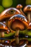 Placeholder: eye reflecting mushrooms