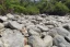 Placeholder: A rocky beach with a lot of lizards on the rocks