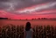 Placeholder: girl standing outside a field of corn looking up a red sky