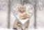 Placeholder: Double exposure, merged layers, Christmas fantasy, cat Christmas ornaments, gifts, double exposure, snowfall, heart, snowflakes, icy snowflakes, burlap, gems and sparkling glitter, sunshine