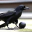 Placeholder: crow playing football