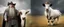 Placeholder: Gandalf as a cowboy, Gimli as a cow