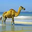 Placeholder: a yellow camel in the sea